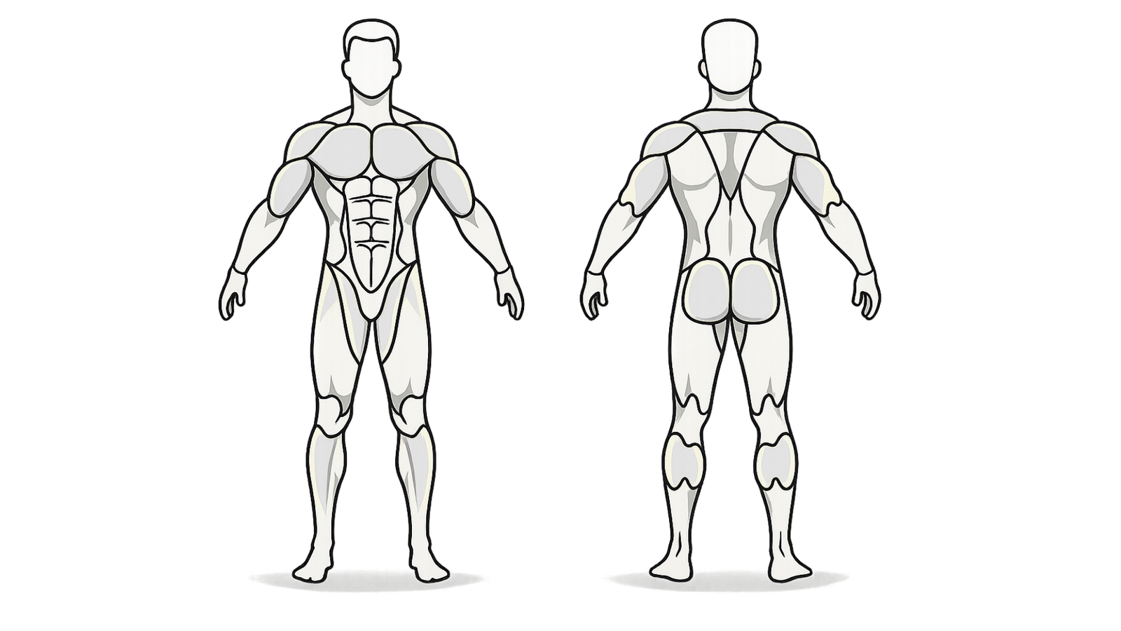 Corpo umano interattivo